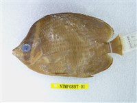 藏品(領蝴蝶魚)的圖片